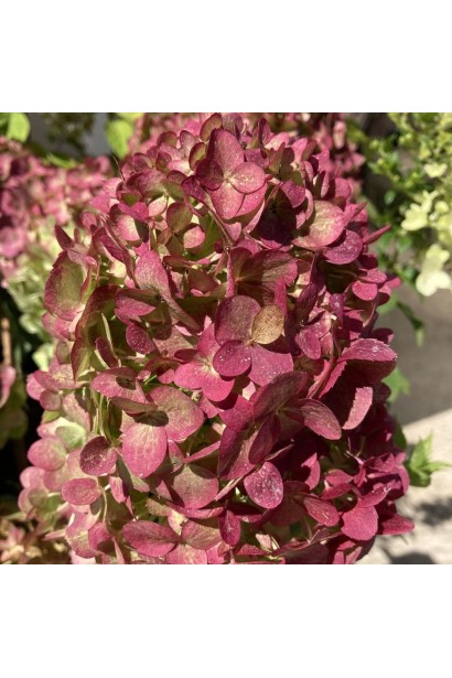  Гортензія волотиста `Петіт Чері`